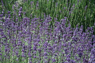 Lavendel